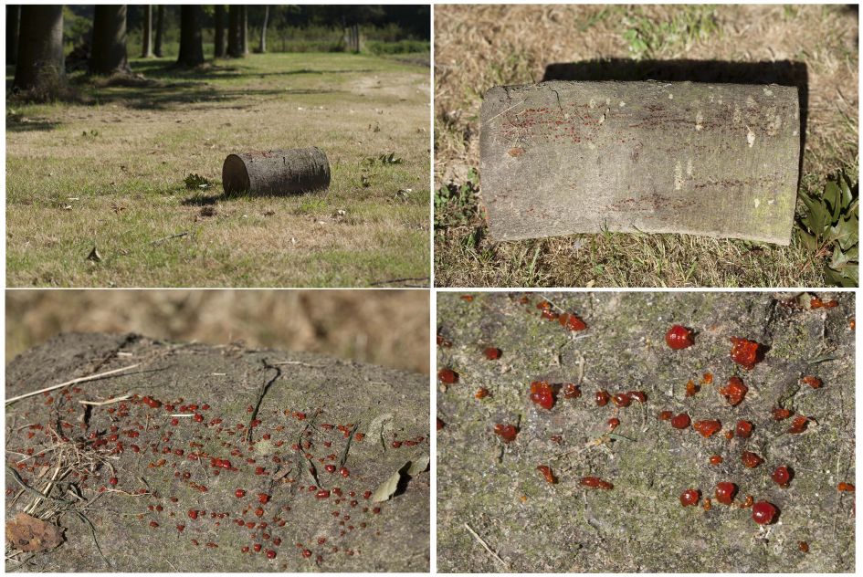 rode druppels op houtsblok